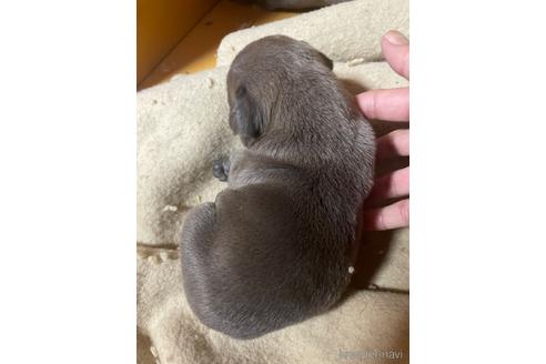 成約済の佐賀県のアメリカンピットブルテリア-214467の83枚目