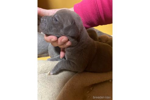 成約済の佐賀県のアメリカンピットブルテリア-214315の6枚目