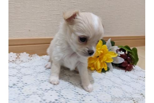 成約済の広島県のチワワ(ロングコート)-212265の24枚目