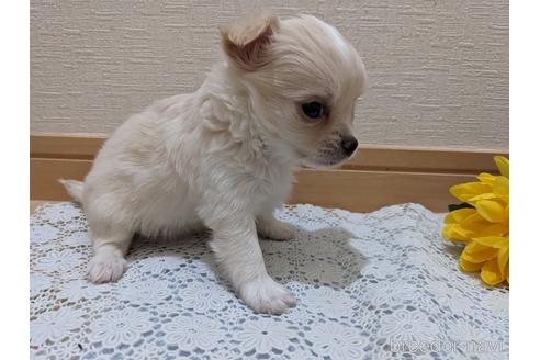 成約済の広島県のチワワ(ロングコート)-212265の20枚目