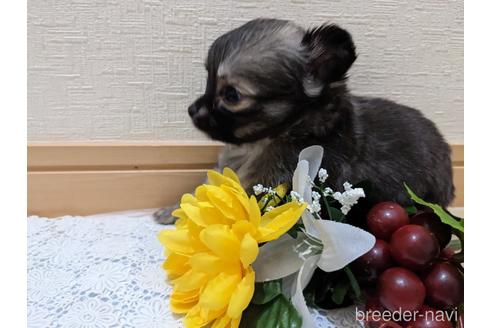 成約済の広島県のチワワ(ロングコート)-212266の21枚目