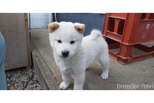 成約済の岡山県の柴犬-210607