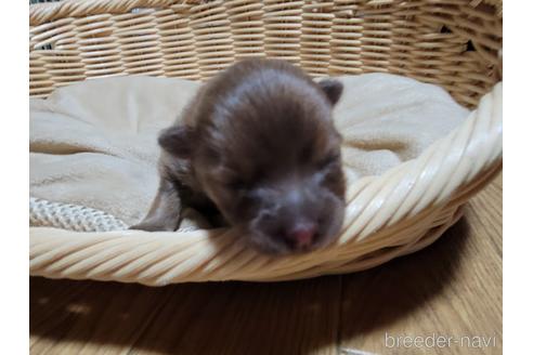 成約済の千葉県のポメラニアン-214509の3枚目