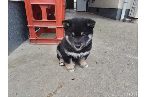 成約済の岡山県の柴犬-208018の1枚目