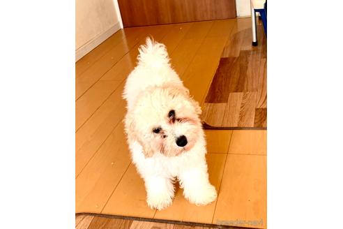 成約済の静岡県のミックス犬-202964の5枚目