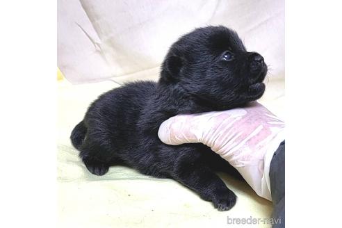 成約済の茨城県のスキッパーキ-214624の20枚目