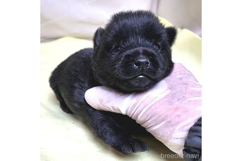 成約済の茨城県のスキッパーキ-214630の16枚目