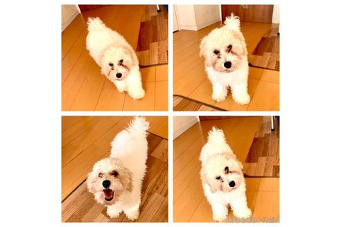 成約済の東京都のミックス犬-194278の7枚目
