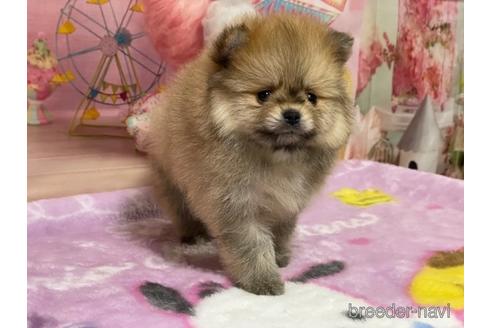 成約済の埼玉県のポメラニアン-214656の13枚目