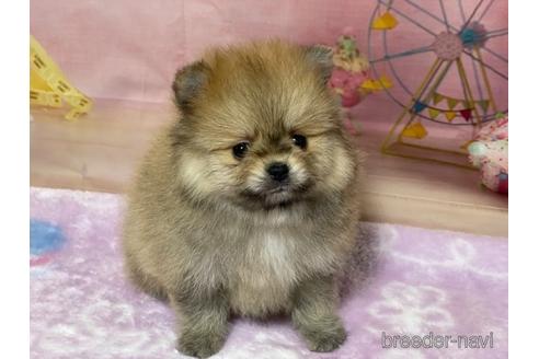 成約済の埼玉県のポメラニアン-214656の14枚目