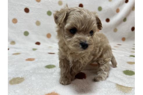 成約済の岐阜県のミックス犬-213702の1枚目
