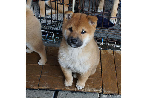 販売中の奈良県の柴犬-214240