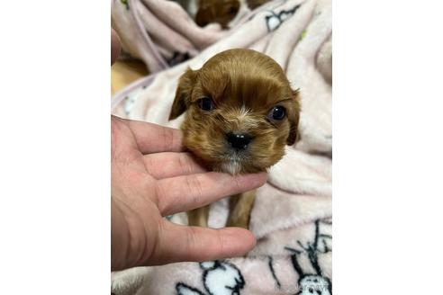 成約済の大阪府のキャバリアキングチャールズスパニエル-214128の2枚目