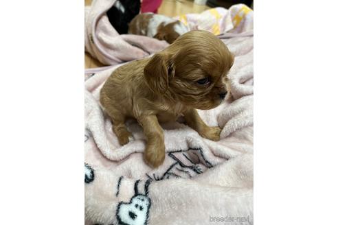 成約済の大阪府のキャバリアキングチャールズスパニエル-214128の5枚目