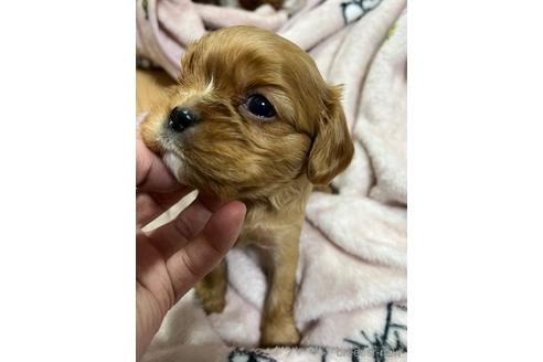 成約済の大阪府のキャバリアキングチャールズスパニエル-214128の4枚目
