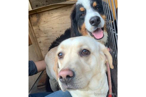 成約済の鹿児島県のミックス犬-214761の3枚目