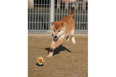 成約済の愛媛県の柴犬-214778の3枚目