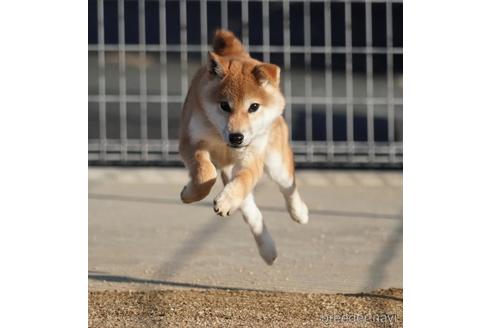 成約済の愛媛県の柴犬-214778の5枚目