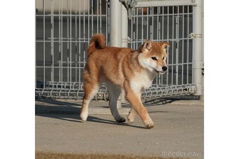 成約済の愛媛県の柴犬-214778の1枚目