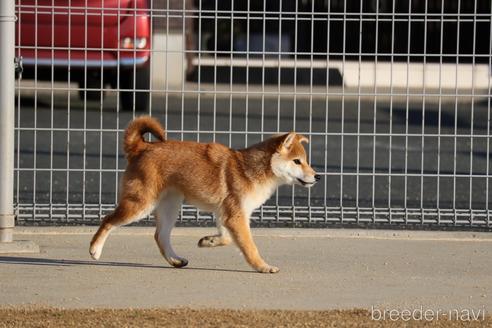 成約済の愛媛県の柴犬-214778の2枚目