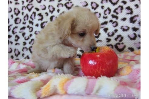 成約済の福岡県のミックス犬-210295の6枚目