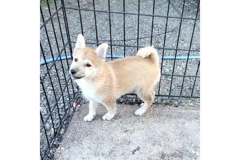 成約済の茨城県のミックス犬-204506の11枚目