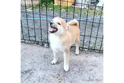 成約済の茨城県のミックス犬-204506の12枚目