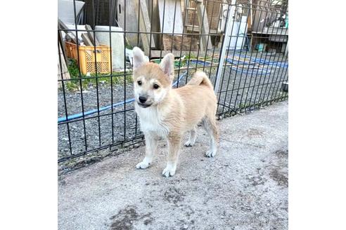 成約済の茨城県のミックス犬-204506の15枚目