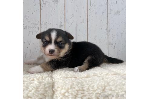 成約済の千葉県のミックス犬-214877の2枚目