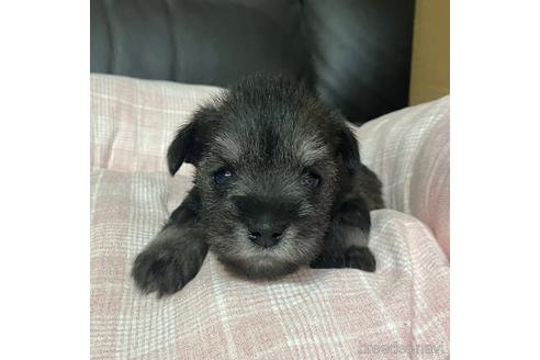 成約済の香川県のミニチュアシュナウザー-212986の1枚目