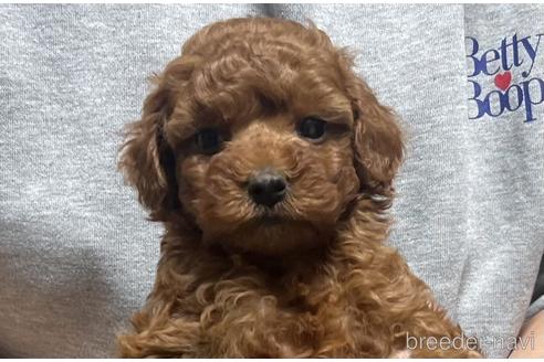 成約済の愛知県のトイプードル-214226の1枚目