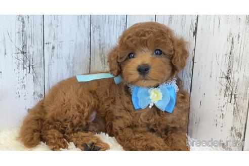成約済の埼玉県のトイプードル-214898の24枚目