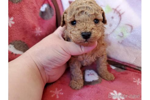 成約済の宮崎県のトイプードル-214956の3枚目