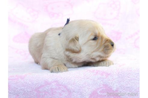 成約済の滋賀県のゴールデンレトリーバー-214993の23枚目