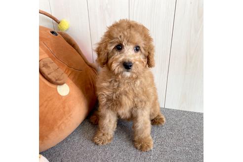 子犬