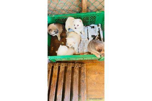 成約済の茨城県の豆柴-215027の2枚目