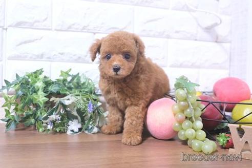 成約済の滋賀県のトイプードル-212541の1枚目