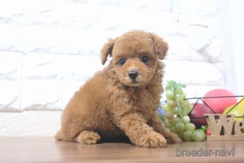 成約済の滋賀県のトイプードル-212541の6枚目