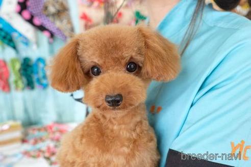 成約済の滋賀県のトイプードル-212541の4枚目