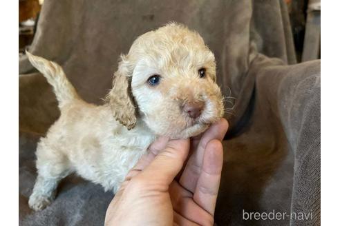 成約済の茨城県のミックス犬-211699の9枚目
