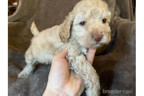 成約済の茨城県のミックス犬-211699の7枚目
