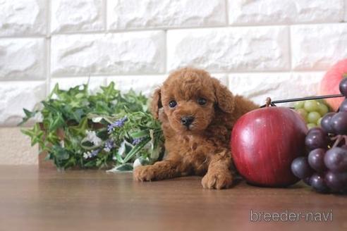 成約済の滋賀県のトイプードル-212541の2枚目