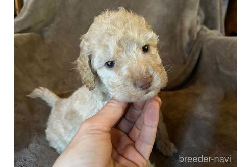 成約済の茨城県のミックス犬-211699の1枚目