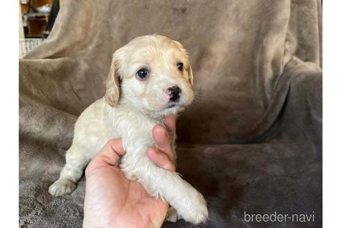 成約済の茨城県のミックス犬-211698の10枚目