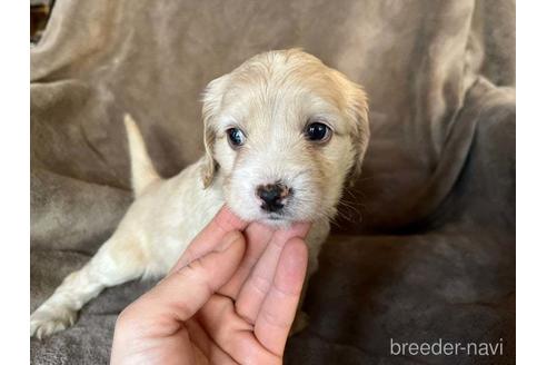 成約済の茨城県のミックス犬-211698の9枚目