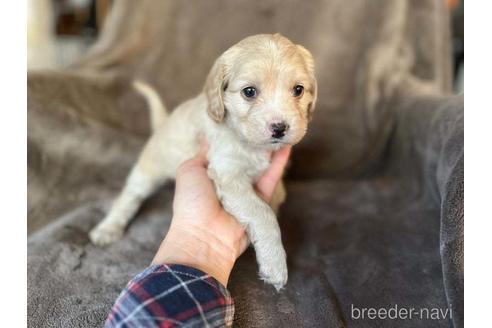 成約済の茨城県のミックス犬-211698の7枚目