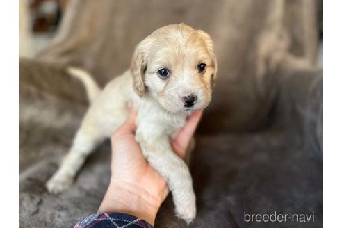 成約済の茨城県のミックス犬-211698の1枚目