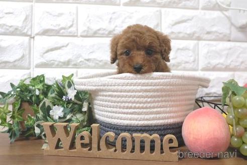 成約済の滋賀県のトイプードル-212551の1枚目