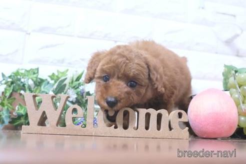 成約済の滋賀県のトイプードル-212551の6枚目