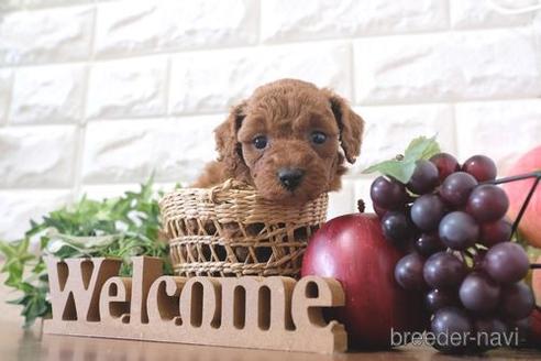 成約済の滋賀県のトイプードル-212551の3枚目